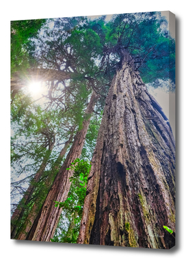 Redwoods Rising to Sky