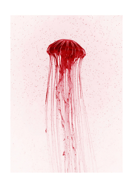 Cherry jellyfish