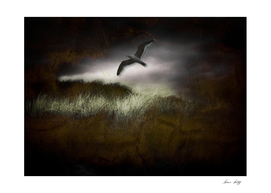 Seagull in Dark Landscape