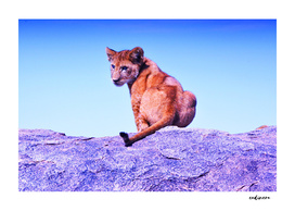 What Are You Looking At? #curioos #buyart #decor