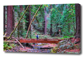Hiker in Redwood Forest