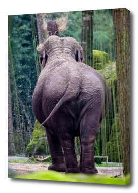 Big bottom elephant