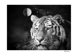 Tiger from the univers black