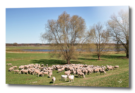 Sheep in Oderbruch