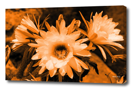 Cactus Flowers orange 1389