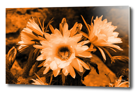 Cactus Flowers orange 1389