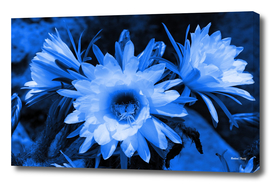 Cactus Flowers blue 1389
