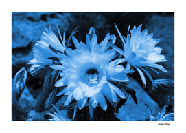 Cactus Flowers classic blue 1389