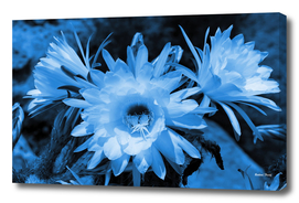 Cactus Flowers classic blue 1389