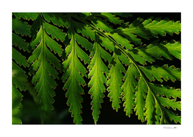 Green fern leaf with light and shadow