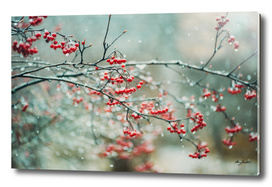 berries in snow