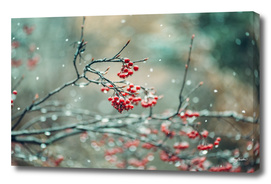 winter berries in snow