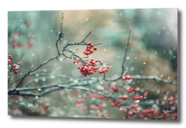 winter berries in snow