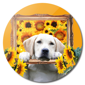golden_retriver_frame_sunflowers
