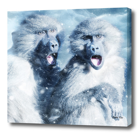 Blue Monkeys and Snow