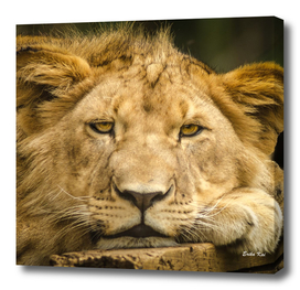 Face of Lioness