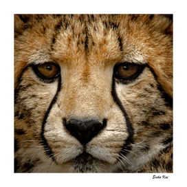 Cheetah Face