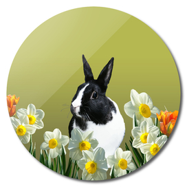 tulpis_rabbit_sw_flowers