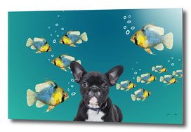 French Bulldog Tropical Fishes