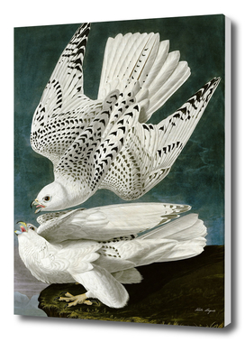 Painting by John James Audubon  Two white gyrfalcons