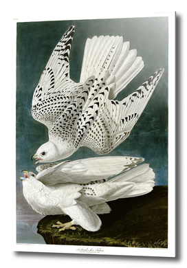 Painting by John James Audubon  Two white gyrfalcons