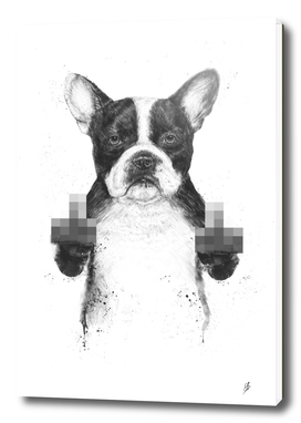 Censored dog