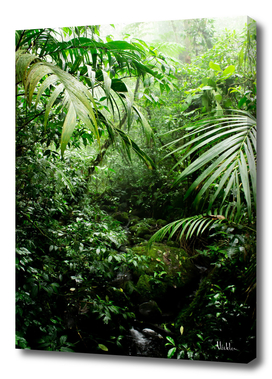 Misty Rainforest Creek