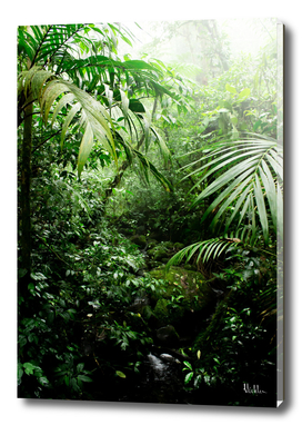 Misty Rainforest Creek