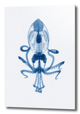Glass squid