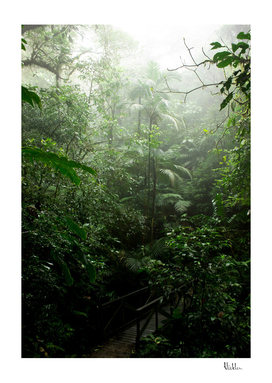 Into the Cloud Forest