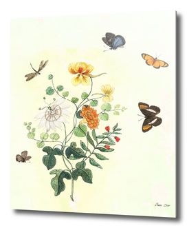 The return of Spring - butterflies and flowers