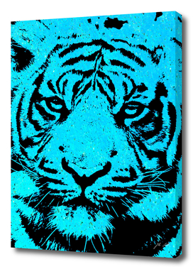 Tiger blue