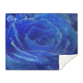 Blue Rose and Sky