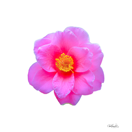 Pink Flower Top View Isolated Photo
