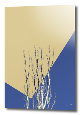 poplar branches on blue and yellow
