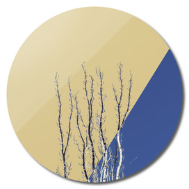 poplar branches on blue and yellow