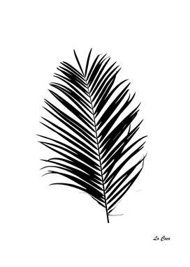 Black palm