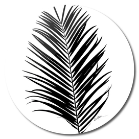 Black palm