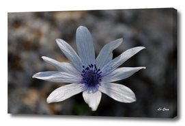 nature white flower