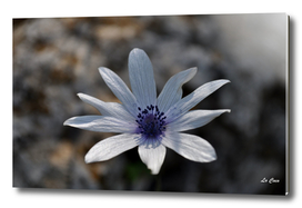 nature white flower