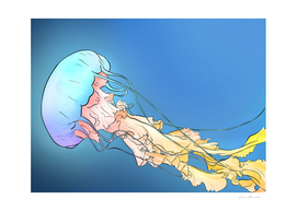 Multicolored Jellyfish