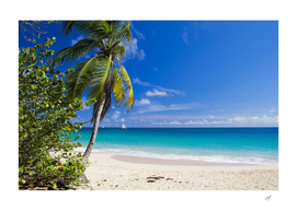 Caribbean Beach With Palm