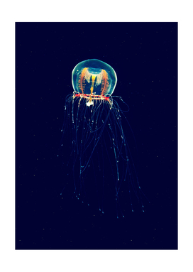 Colored immortal jellyfish