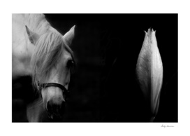 HORSE AND LILY 5