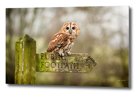Owl on sign post