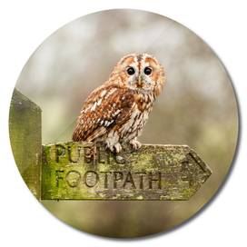 Owl on sign post