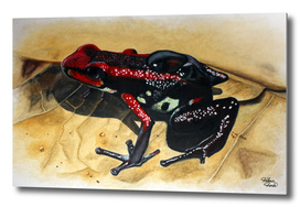 Cauca Poison Frog - Andinobates bombetes