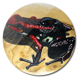 Cauca Poison Frog - Andinobates bombetes