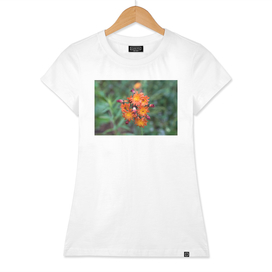 Orange wild flower