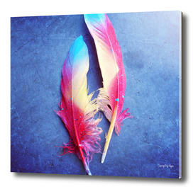 Feather of Colors